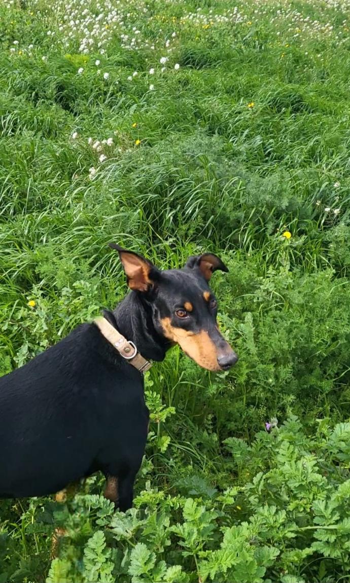 Photo d'un animal accompagné par Pile-Poil