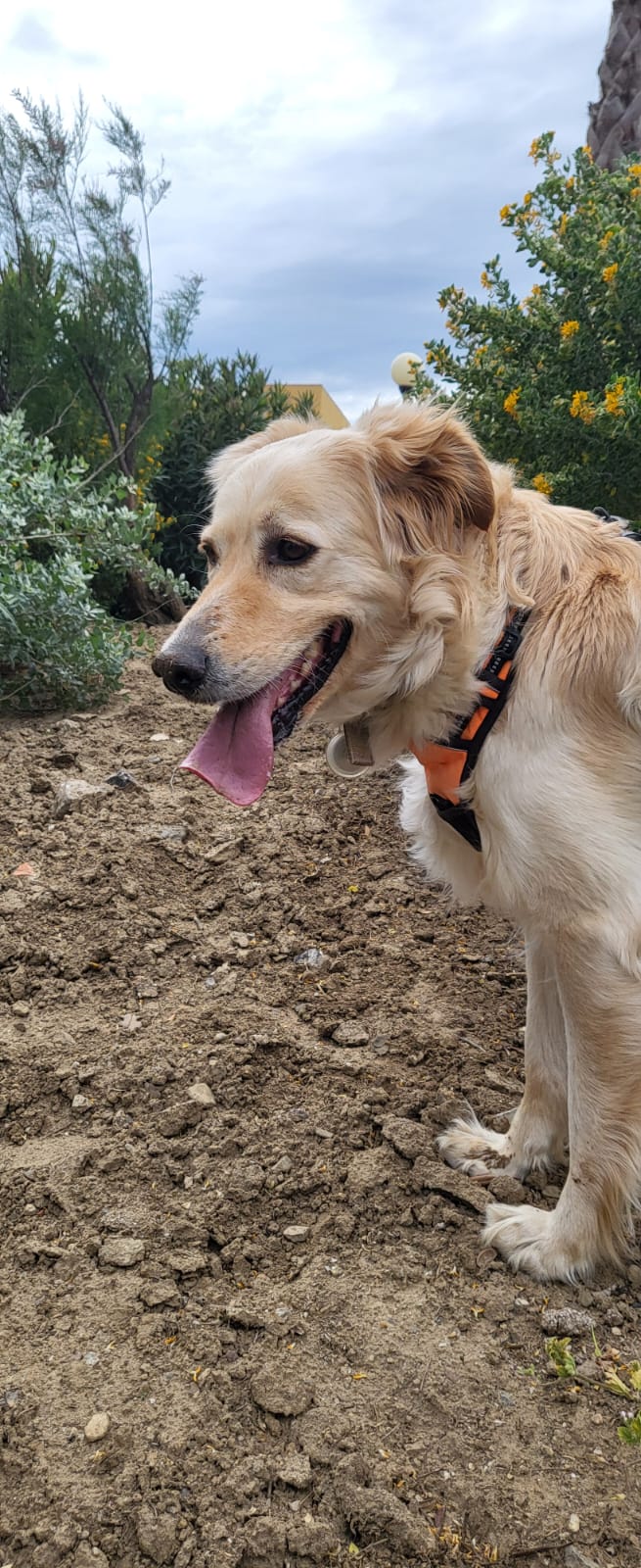 Photo d'un animal accompagné par Pile-Poil