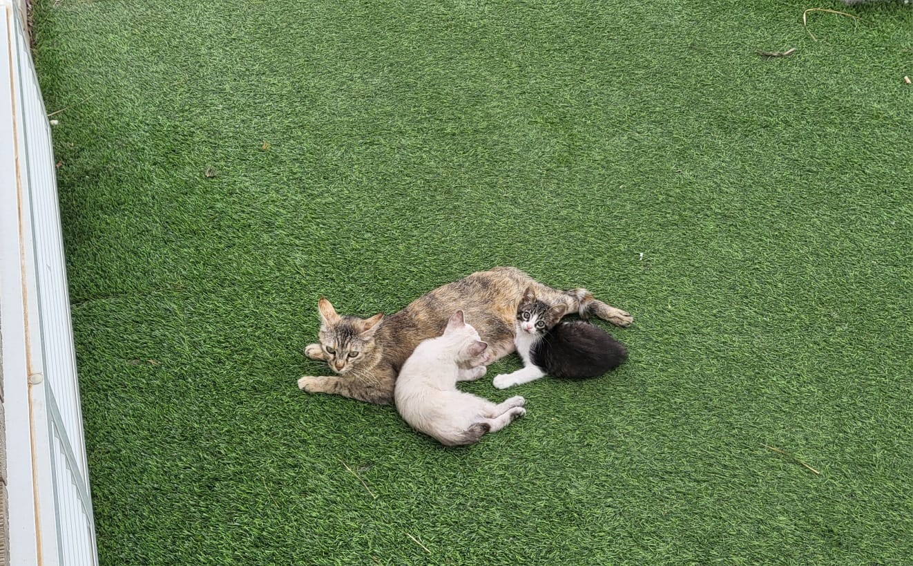 Photo d'un animal accompagné par Pile-Poil