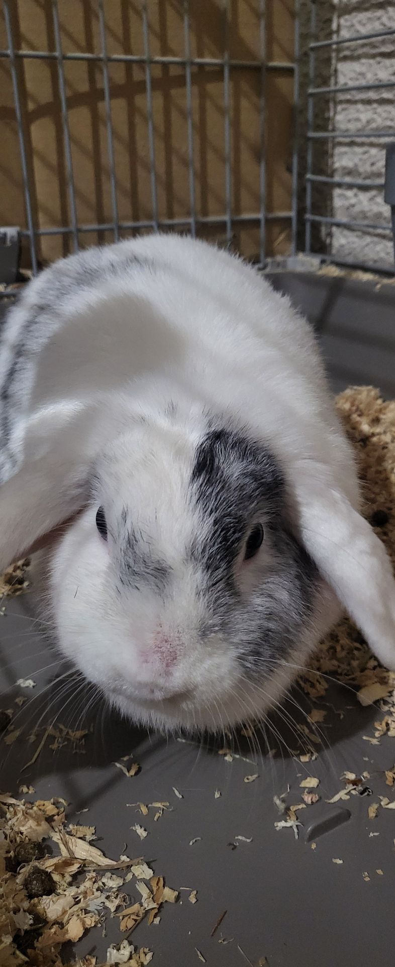 Photo d'un animal accompagné par Pile-Poil