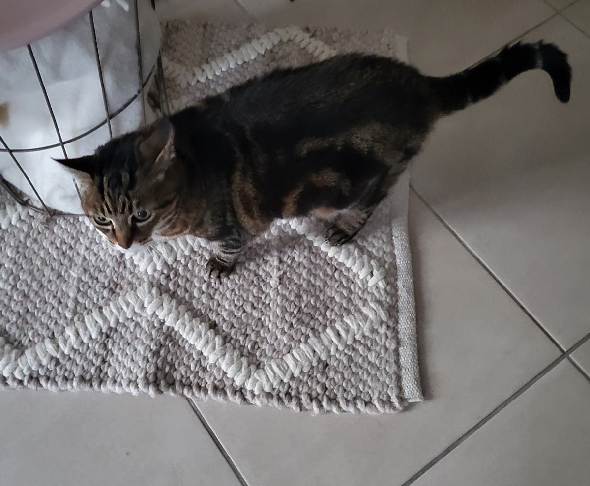 Photo d'un animal accompagné par Pile-Poil