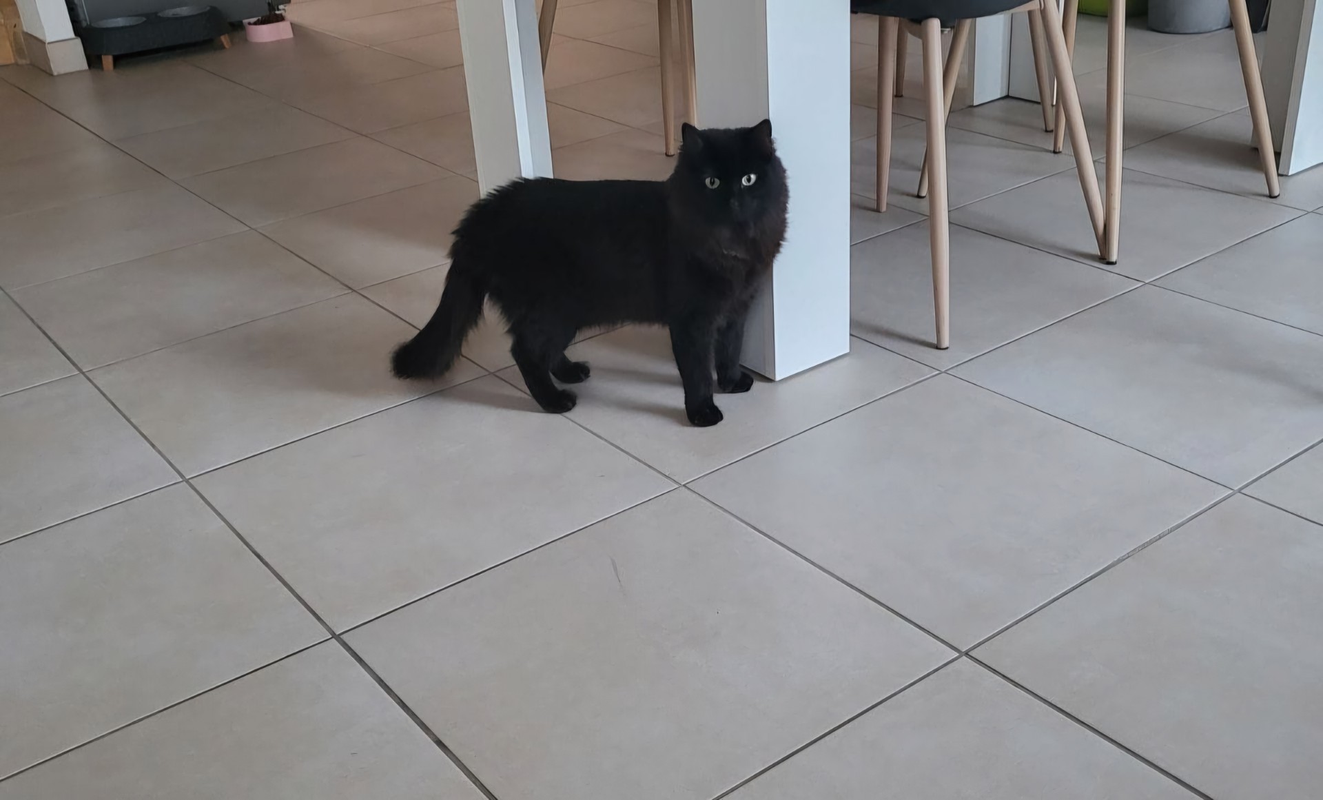 Photo d'un animal accompagné par Pile-Poil