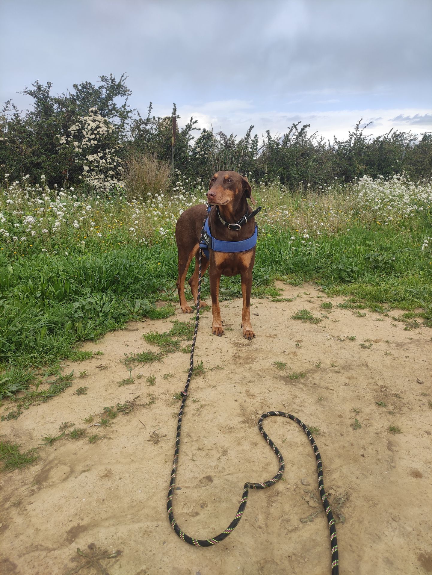 Photo d'un animal accompagné par Pile-Poil