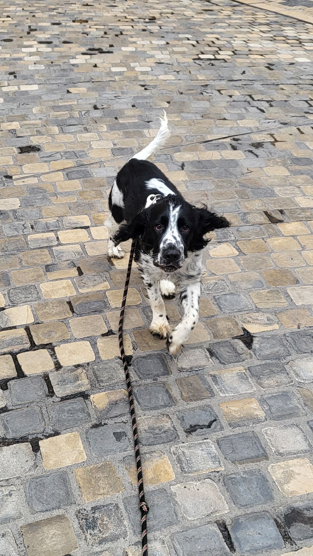 Photo d'un animal accompagné par Pile-Poil
