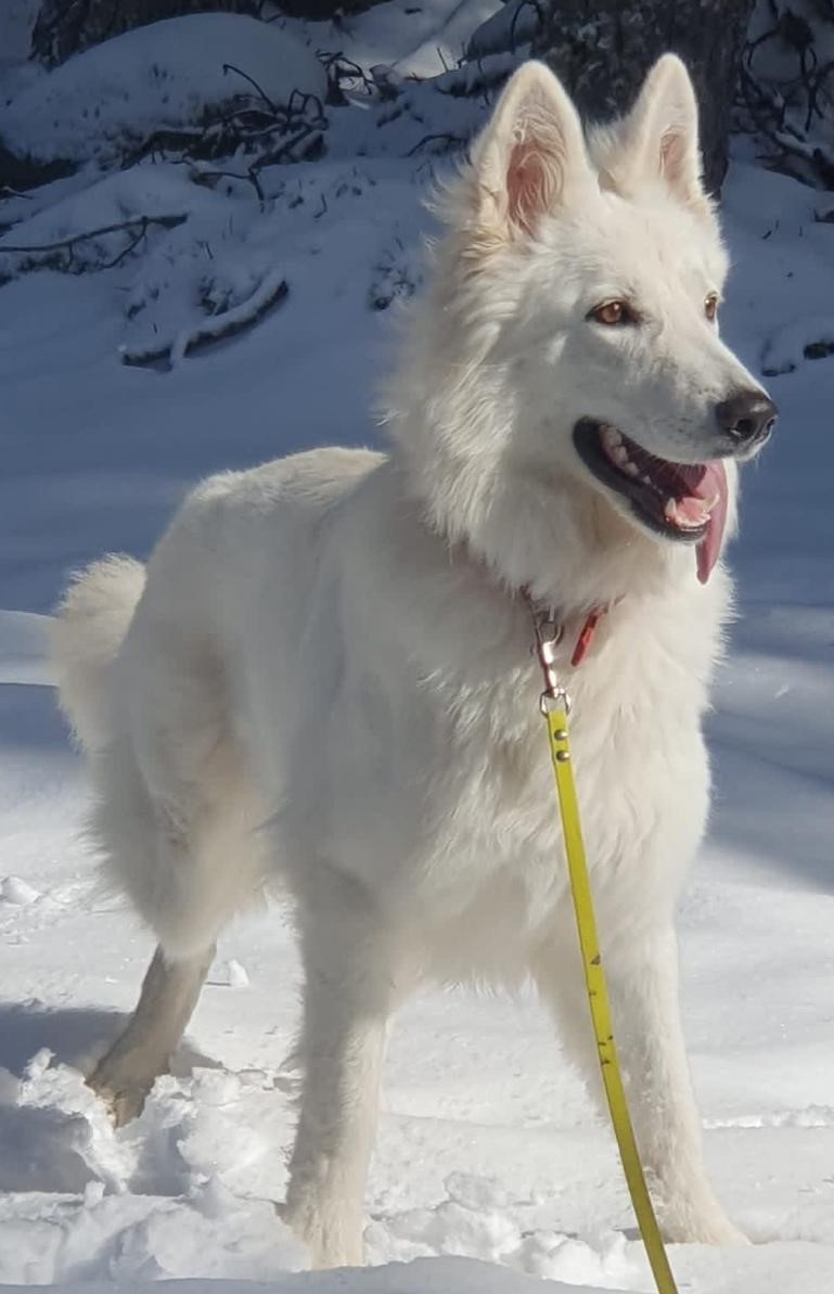 Photo d'un animal accompagné par Pile-Poil