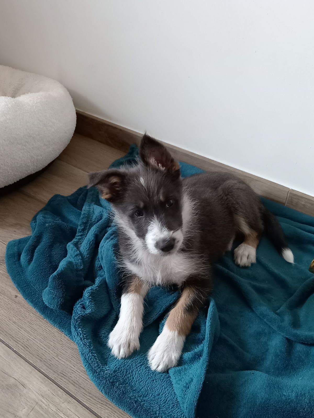 Photo d'un animal accompagné par Pile-Poil