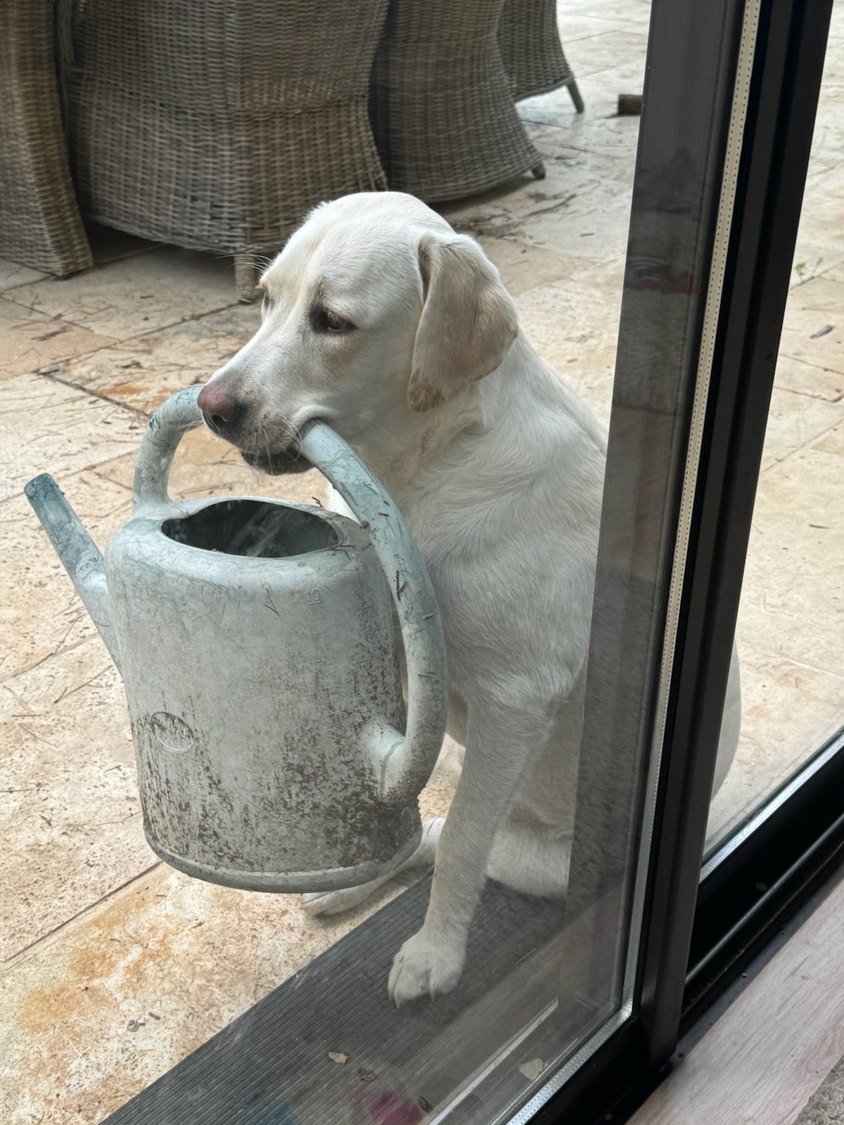 Photo d'un animal accompagné par Pile-Poil