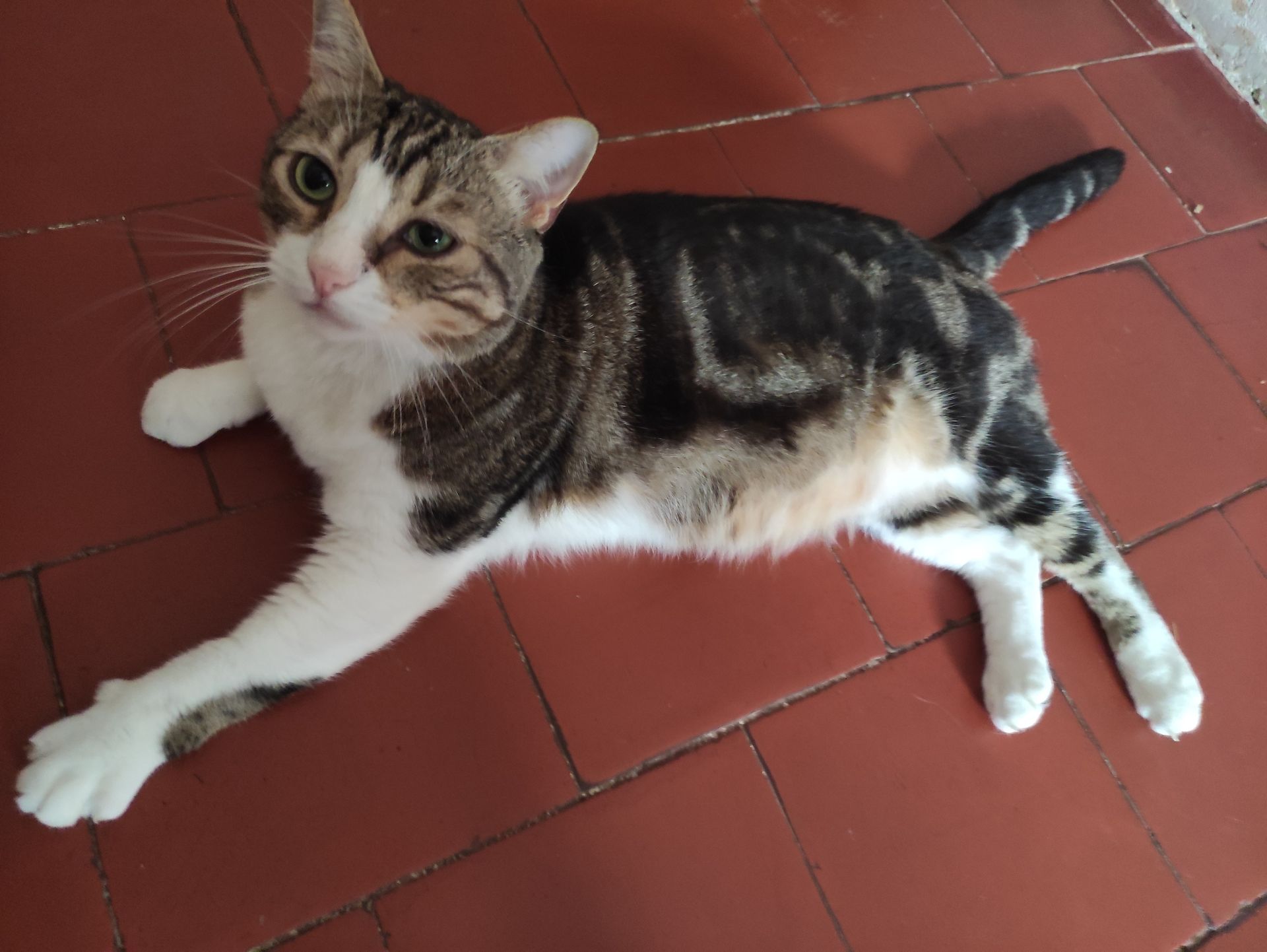 Photo d'un animal accompagné par Pile-Poil
