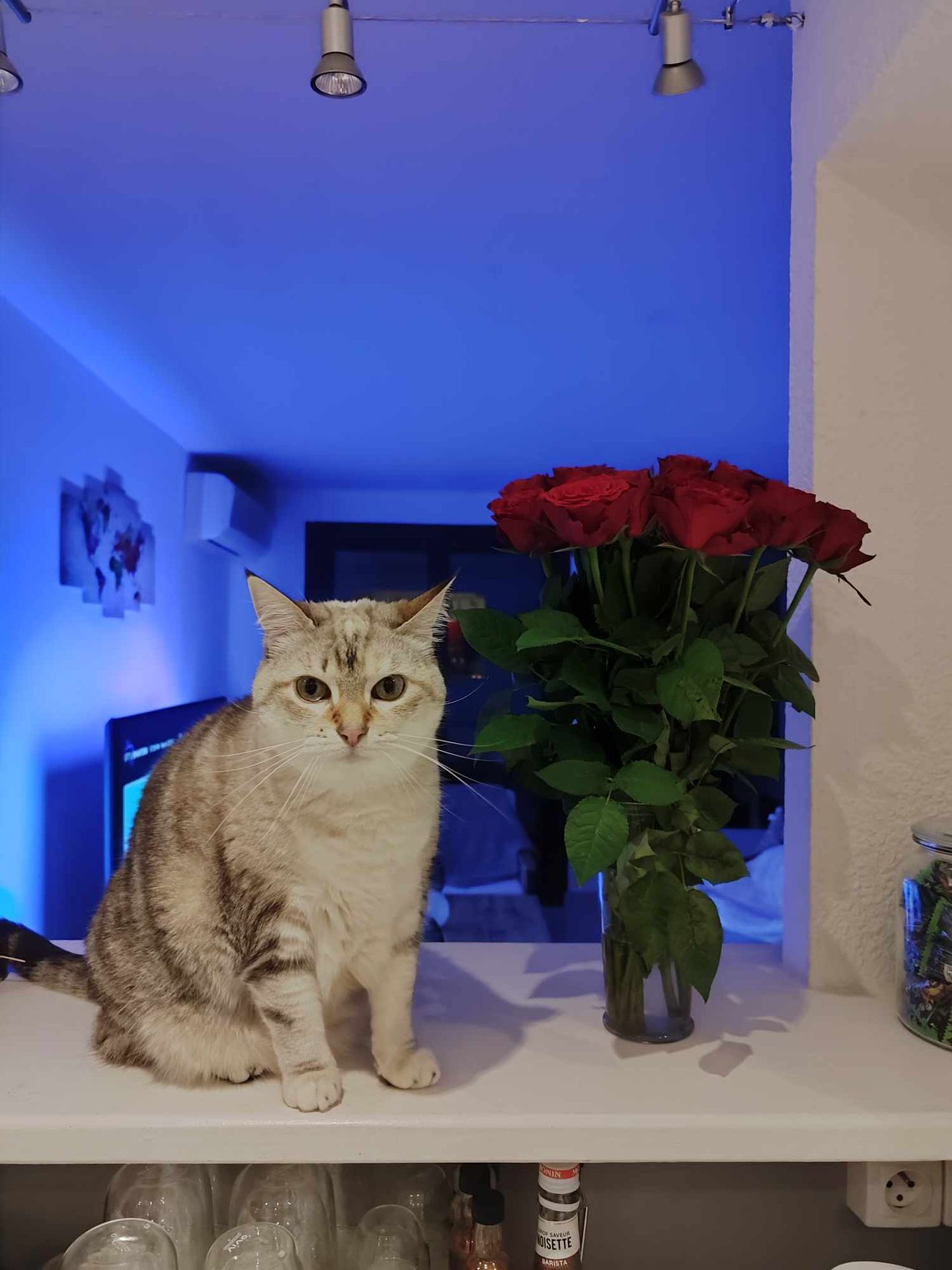 Photo d'un animal accompagné par Pile-Poil