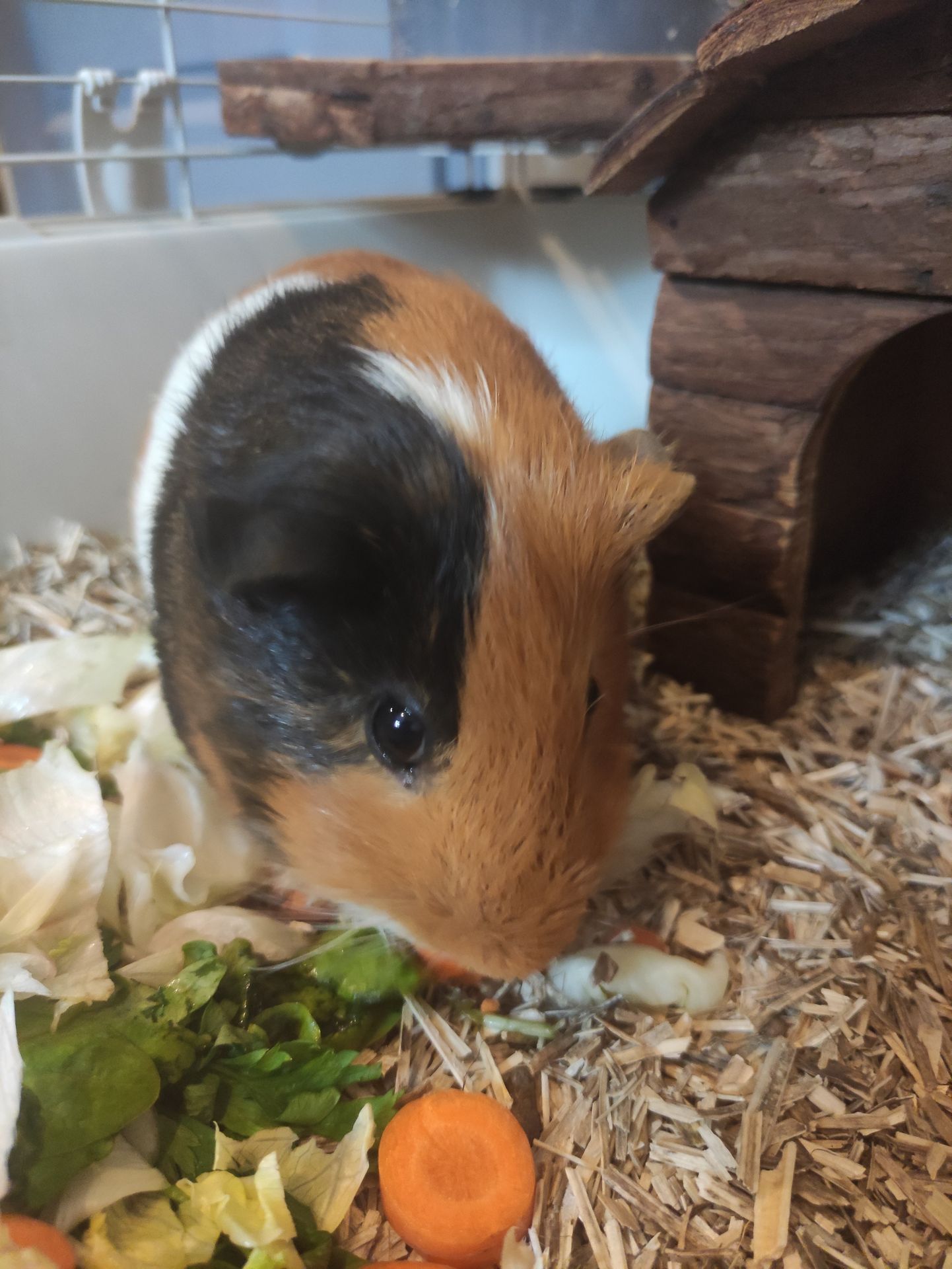 Photo d'un animal accompagné par Pile-Poil