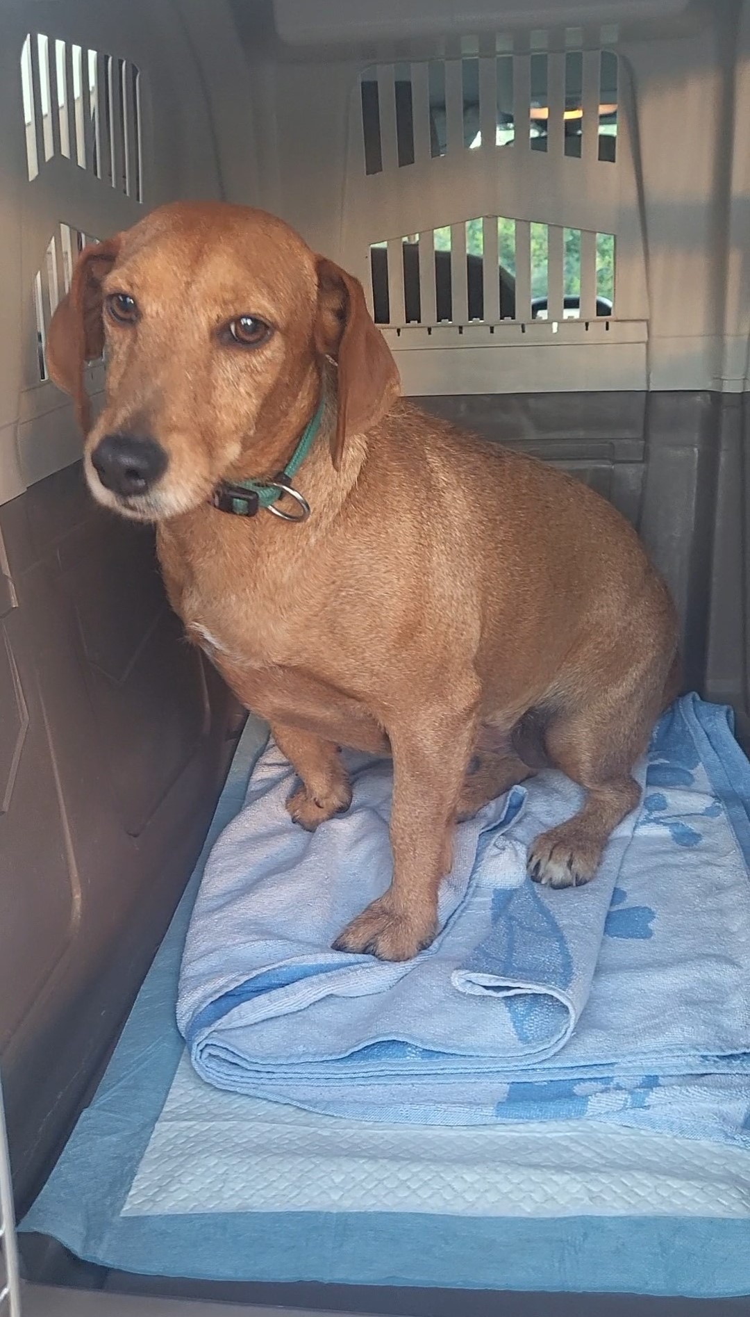 Photo d'un animal accompagné par Pile-Poil