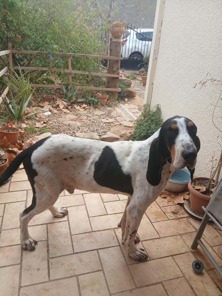 Photo d'un animal accompagné par Pile-Poil