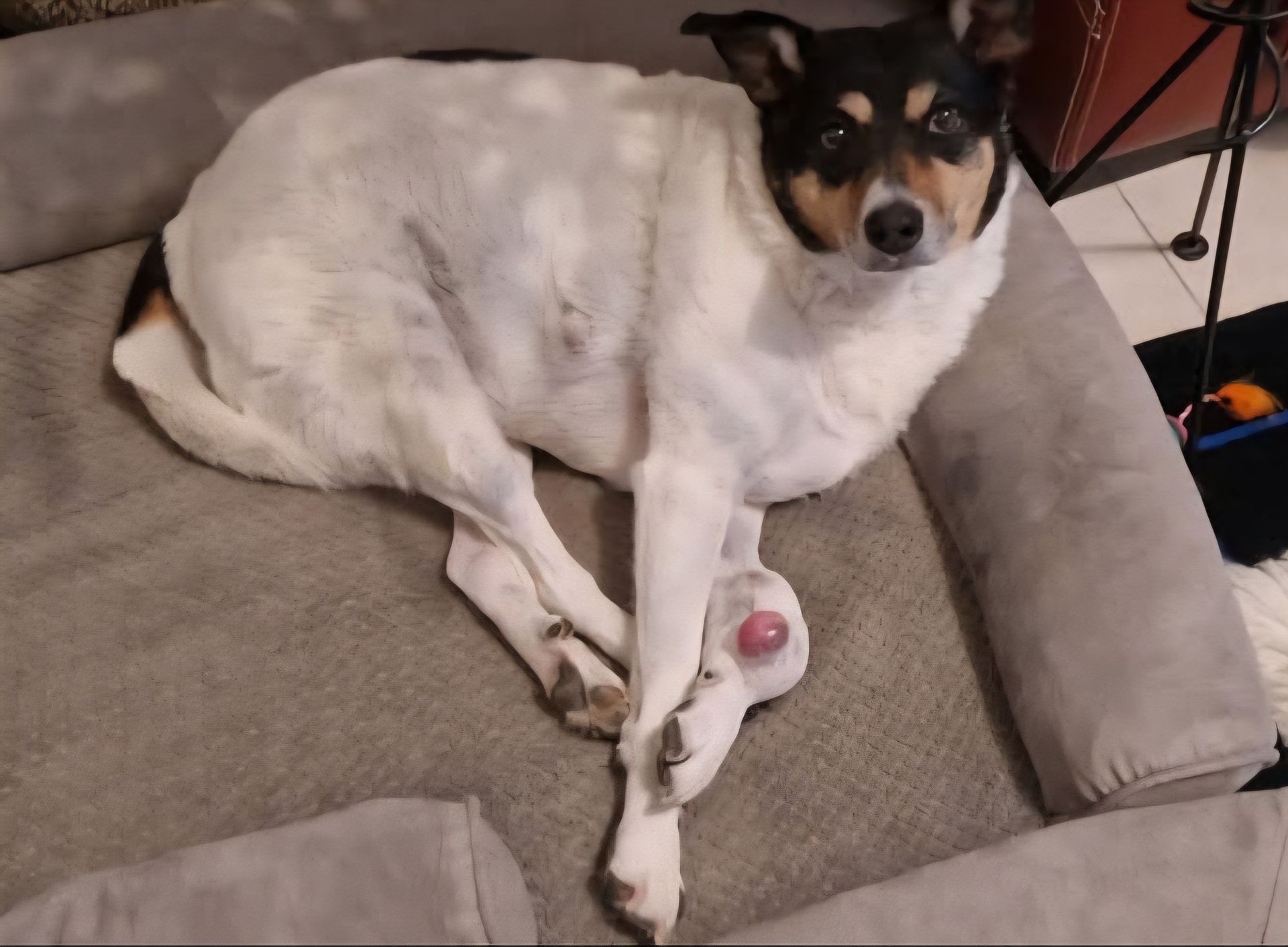 Photo d'un animal accompagné par Pile-Poil